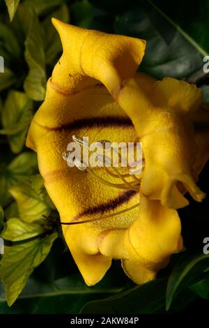 Blüte des Goldkelch ( Solandra maxima), Mellieha, Malte Banque D'Images