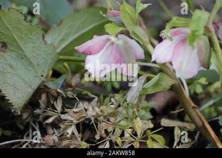 Les belles fleurs de Helleborus niger ont également appelé rose de Noël Banque D'Images