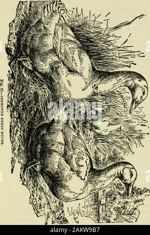 Les profits dans la volaille : utile et ornementales et de leurs races la gestion rentable . Fig. 86.-canard maison, comme d'étrangler eux-mêmes. Pour éviter tout danger, dufil clôture devrait avoir un trois ou quatre pouces mesh. Ariiong les variétés plus rentables que les couches sont thePekins. Juste un produit chaque année pour un canard dans son secondyear est un hundi*de et vingt œufs, et soixante fo eightyfor yearling. Leurs plumes sont de la meilleure qualité,blanc, avec une sauce onctueuse à l'ombre ; cinq canards weighingfive ont donné des livres chacun, tués au cours de l'hiver-timewhen, toutes ses plumes plus d'un livre en tous. Itwill être droit à Banque D'Images