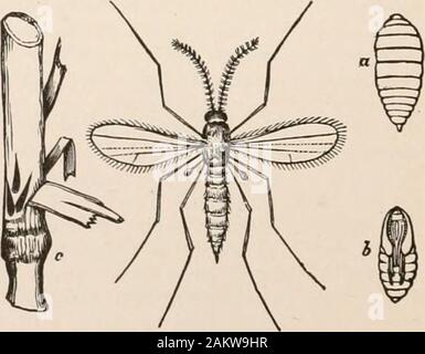 L'entomologie pour les débutants ; pour l'utilisation de jeunes gens, fruitgrowers, les agriculteurs et les jardiniers ; . a. FIG. 165.-Mycetobia dors-dida. un, larve, pupe ; b. FIG. 106.-mouche. un, larve, pupe ; b.-Après Fitch-armée. ver, vivant sous l'écorce des arbres, de l'autorité appliqueront, lorsqu'à propos de topupate, processions forme quatre ou cinq pouces de large et dix ou douze ordre des lépidoptères. 137 pieds de long. MycetoUa sordidn Pack, vit dans les fissures de sap dans thebark d'elm-arbres. Famille Cecidomyidae.-cette grande famille de culot-comprisesmostly gnats minute mouches, qui n'ont mais peu de veines dans les ailes, shortcoxae le fémur, sveltes, et t Banque D'Images