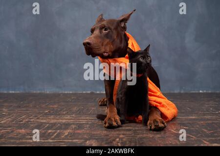 Doberman porte un foulard, assis à côté de chat, espace libre Banque D'Images