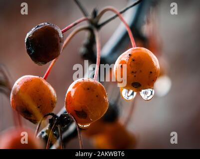 07 mars 2017, Hessen, Frankfurt/Main : l'eau de la pluie s'écoulent de la précédente petites pommes décoratives suspendue à un arbre dans un jardin à l'avant. Photo : Frank Rumpenhorst/dpa Banque D'Images