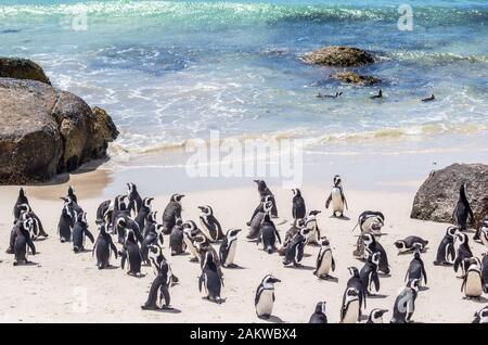 Des pingouins africains, également connus sous le nom de manchots du Cap, s'amusent à la plage de Boulders Beach en Afrique du Sud Banque D'Images