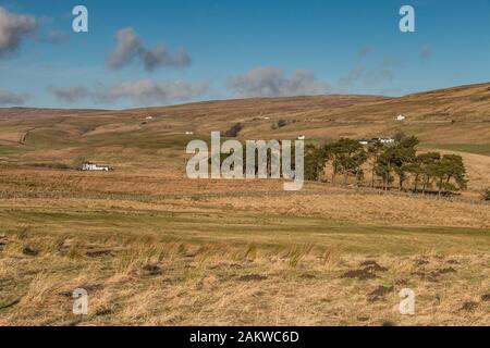 Paysage De Teesdale, Harwod, Upper Teesdale. Les fermes blanchies à la chaux planent le paysage dans cette scène typique de Teesdale, prise dans un fort soleil d'hiver Banque D'Images