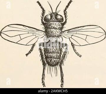 L'entomologie pour les débutants ; pour l'utilisation de jeunes gens, fruitgrowers, les agriculteurs et les jardiniers ; . Banque D'Images