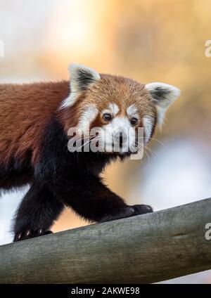 Red panda ou Lesser panda, Ailurus fulgens, marchant sur un tronc d'arbre avec un fond naturel Banque D'Images