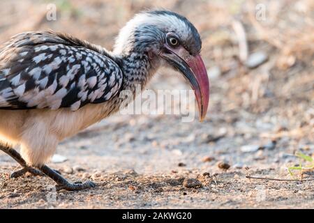 Portrait de l'oiseau de charme de facture rouge (Tockus erythrorhynchus) se forant dans le parc national sauvage Kruger, en Afrique du Sud, dans la lumière douce du matin Banque D'Images