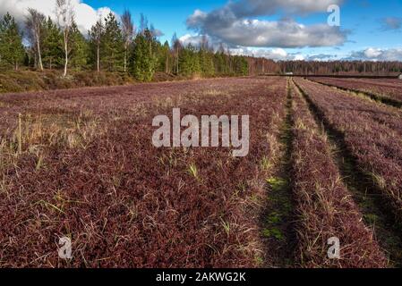 Champ cultivé de grandes canneberges. Banque D'Images