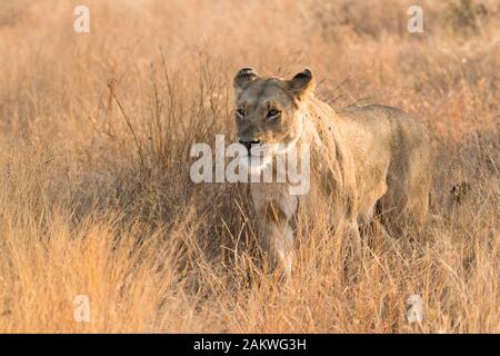 Une lioness traverse une longue herbe jaune dans le brousse africain du parc national Kruger en Afrique du Sud vers la caméra en lumière douce tôt le matin Banque D'Images