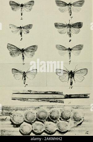 L'entomologiste du dossier et du journal officiel de variation . froissé de quelque 5  %., souligné dans l',1890-91 à environ 20  %, a relevé cette année. Une série de black Boarmia repan-data de Knowsley, voies., et un homme Porthesia similis de Simons-bois, sans les points noirs sur les ailes antérieures de l'hindmargin ; ashort Peronea pemiutana de série de Wallasey, M. Mansbridge. ® Cette déclaration signifie beaucoup. Il suggère l'appariement d'specimenseither à l'état sauvage ou à l'accouchement, et d'une famille réelle différence dans les larvaecompared avec tdose de couleur normalement les parents, et un autre su Banque D'Images