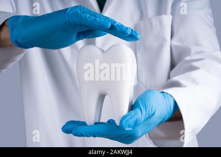 Dentiste dans les gants de protection modèle dent saine Banque D'Images