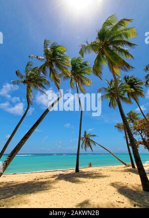 Arbres de noix de coco Twisyted à Capesterre plage Marie galante , Antillas français Banque D'Images