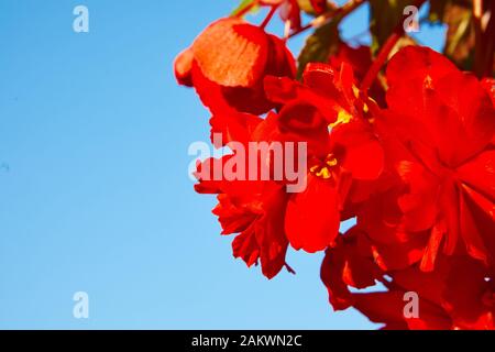 Nombreuses fleurs lumineuses de begonias tubéreux (Begonia tuberhybrida) dans le jardin. Banque D'Images