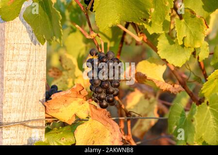 Raisins mûrs suspendus sur un vignoble français, magnifiquement éclairés au coucher du soleil Banque D'Images