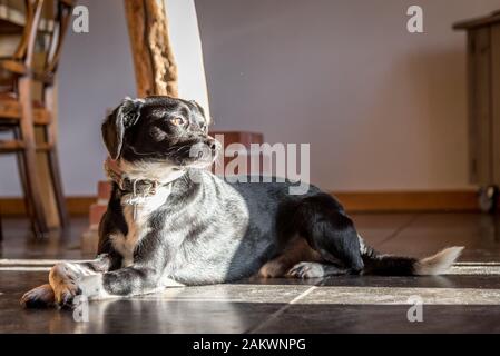 Chien noir et blanc posé sur un sol en tuiles noires, à la lumière du soleil Banque D'Images
