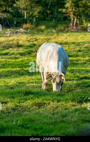 Vache bleue belge blanche, race de viande spéciale sur herbe jour d'été fin d'après-midi, partie flamande, Belgique, Europe. Contact visuel Banque D'Images