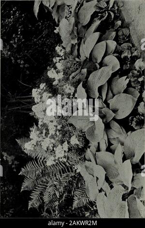 La couleur dans le jardin de fleurs . r-o CO &lt;o. bonjour Qhi &gt;H comme hihi hi-1O Bois et bosquet BORDS 85 Rhododendrons. Pour mon propre goût le meilleur de theseare hardy-Fougères Fougère mâle, Lady Fern et DilatedShield Fougère, avec des groupes de lys : L. longiflorum et jolie rosy L. rubellum vers l'avant, ETL. aurata plus en arrière. Certains des Andromedas,surtout Catesbcei Leucothoesection axillaris et du capital sont des plantes pour cette utilisation. En outre, Lis quelques autres plantes adaptées au Rhodo dendron-marche sont : blanc Digitales, ancolie blanche,Epilobium angustifolium, Trillium Banque D'Images