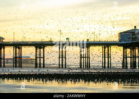 Blackpool, Lancashire. Météo britannique. 10 janvier, 2020 de soleil colorés comme les étourneaux se rassemblent sur la plage avant d'aller se percher dans un très grand nombre sous la jetée du Nord. Ces magnifiques petits oiseaux mis sur un vol superbe affichage à l'un des seuls une poignée de leurs sites de repos préférés dans tout le Royaume-Uni. Les énormes troupeaux d'étourneaux, dont le nombre est estimé à 60 000 sont reliées par des troupeaux migrateurs du continent plus froid. Credit : MediaWorld Images/Alamy Live News Banque D'Images