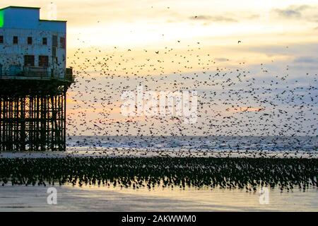 Blackpool, Lancashire. Météo britannique. 10 janvier, 2020 de soleil colorés comme les étourneaux se rassemblent sur la plage avant d'aller se percher dans un très grand nombre sous la jetée du Nord. Ces magnifiques petits oiseaux mis sur un vol superbe affichage à l'un des seuls une poignée de leurs sites de repos préférés dans tout le Royaume-Uni. Les énormes troupeaux d'étourneaux, dont le nombre est estimé à 60 000 sont reliées par des troupeaux migrateurs du continent plus froid. Credit : MediaWorld Images/Alamy Live News Banque D'Images