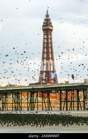 Blackpool, Lancashire. Météo britannique. 10 janvier, 2020 de soleil colorés comme les étourneaux se rassemblent sur la plage avant d'aller se percher dans un très grand nombre sous la jetée du Nord. Ces magnifiques petits oiseaux mis sur un vol superbe affichage à l'un des seuls une poignée de leurs sites de repos préférés dans tout le Royaume-Uni. Les énormes troupeaux d'étourneaux, dont le nombre est estimé à 60 000 sont reliées par des troupeaux migrateurs du continent plus froid. Credit : MediaWorld Images/Alamy Live News Banque D'Images