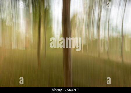 A photographié des arbres en utilisant la technique de mouvement intentionnel de caméra d'ICM de la zone forestière de Masinagudi, parc national de Mudumalai, Tamil Nadu - Karnataka S Banque D'Images