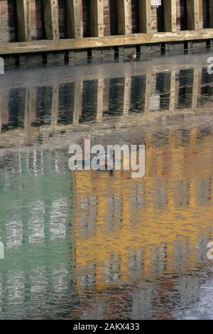 Canal gelé dans la capitale européenne avec un malard drake debout au-dessus de la glace à Nyhavn, Copenhague dans des bâtiments lumineux et reflétant le soleil d'hiver. Banque D'Images