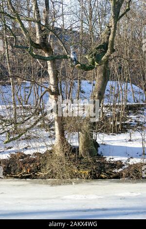 Neige et glace sur un étang de Copenhague, l'après-midi ensoleillé d'hiver, comme héron gris (Ardea cinereal), est perché sur une branche au-dessus de l'étang gelé. Banque D'Images