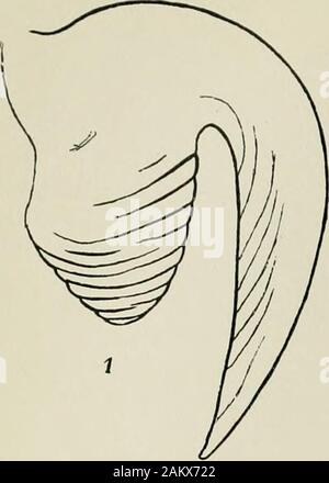 L'entomologiste du dossier et du journal officiel de variation . T. A. Chapman.Lepidoptera de East Aberdeen, 1907, y compris très sombre xylo-phasia. polyodon et xanthographa Noctua, une forme d'Noctuaneglecta rouge, jaune-brun terne, Crocallis elinguaria de forme, et spécimen de Agriopis aprilina asingle, avec l'habitude des pois-greenground-remplacé par couleur vert pâle, M. E. A. M. Cockayne. AglaisURTic.qs, d'Aberdeen, avec une légère trace d'une troisième place au-dessus d'habitude deux taches noires sur les ailes antérieures. Aussi un spécimen de Surrey,avec ces taches presque obsolète. Le Dr G. G. C. Hodgson. AnthrocerapuRPURALis Banque D'Images