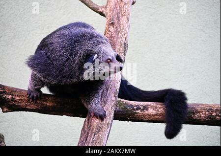 un binturong marche sur les branches pour regarder la nourriture de fot Banque D'Images