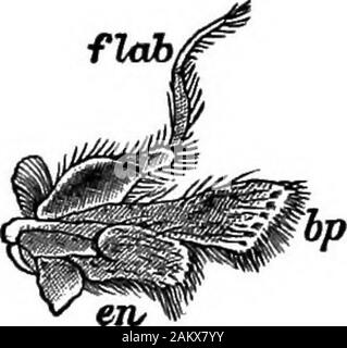 Première leçon de zoologie : adapté pour utilisation dans les écoles . Fio. 82.-mandibule du homard.pal, palpus. (Grandeur nature.). Fio. 83.-^ mamllaof d'abord, le homard. (Naturalsize.) Banque D'Images