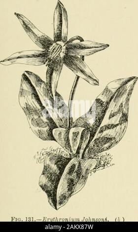 L'ampoule du livre ; ou, pour les plantes tubéreuses et bulbe plein air, cuisinière, et les émissions, contenant des renseignements qu'à des descriptions, de la culture, la propagation, etc.. . .^ij Fig. 132.-l'Erythronium Smithi, corm aud section. (5.) ^ E. revolutuin. - Une belle espèce californienne, après avoir. Fio. 133.-l'Erythronium robustum grandes feuilles d'un vert profond et withbrown tacheté de blanc. De un à deux 213 EUCIIARIS EUCIIAKIS LIVRE LA LAMPE fleurs, chacune d'environ 2 ins. Partout, dans andvarjing deeprosy de couleur rose à pourpre-, sont supportés de stout stemswell au-dessus des feuilles. Le varietyWatsoni aJhijforuvi ou (h) Banque D'Images