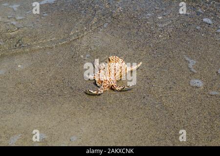 Shell dans le sable sur la plage Banque D'Images