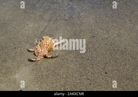 Shell dans le sable sur la plage Banque D'Images