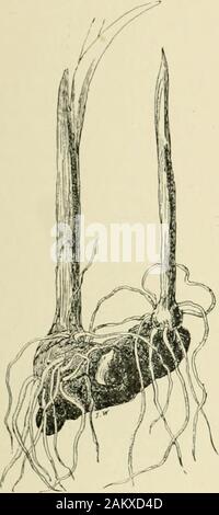 L'ampoule du livre ; ou, pour les plantes tubéreuses et bulbe plein air, cuisinière, et les émissions, contenant des renseignements qu'à des descriptions, de la culture, la propagation, etc.. . La FiQ. 61.-Arum, montrant spadice (s), withmale fleurs (m), neutre (71),fleurs et fleurs femelles (/). A. tns).- crinitum (Ilelicodiceros crini--un très curieux de l'usine. AKUM TIIK lUJLB IJOOK brownisli AKUM grande ovée atlieheavily Itlotched .si)de pourpre, andcovered avec pilosité. Le droopingdark sjiadix coveredwith pourpre est aussi long poils noirâtres. Le plantgrows 12 à 18 ins. élevée, a lobedleaves, et quand en fleurs émettent Banque D'Images