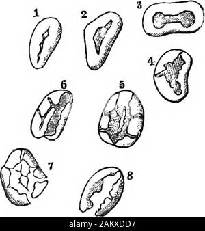 Comment les cultures growA traité sur la composition chimique, la structure, et de la vie de l'usine, pour tous les élèves de l'agriculture .. . Est probablement d'un autre genre. Comment de la diastase ou autres substances similaires accomplir thechange en question n'est certainement pas connu. L'amidon soluble.-^La conversion de l'amidon en sugarand la dextrine est donc dans un sens indiqué. Ce n'est pas, cependant, le seul changement dont l'amidon est sensible.Dans le bean, [Phaseolusmultiflorus), Sachs {ungsberichte WienerAkad-Sitz der., XXXVII, 57) en-nous forme que l'amidon des cotylédons est dissous,passe dans le semis, andreappea Banque D'Images