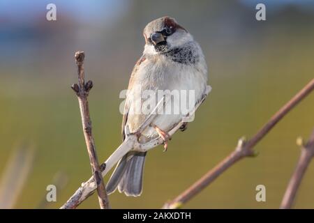 Portrait d'une maison sparrow (passer domesticus) perçant sur une branche. Banque D'Images