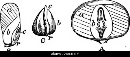 Comment les cultures growA traité sur la composition chimique, la structure, et de la vie de l'usine, pour tous les élèves de l'agriculture .. . Fleurs, etc., est mis au point. Le cotylédon, h, isin structure un prêt-formé la feuille, que le plumulein fermoirs l'embryon, comme theproper thestem dans le fermoir feuilles maturemaize-usine. Le coty-ledon de maïs n'a pas, cependant, effectuer les fonctions d ?une feuille ; sur le contraire, il reste dans le sol au cours de la loi de sprout-ing, et son contenu, comme ceux de l'endosperme, areabsorbed par la plumule et la radicule. Les feuilles whichappear hors-sol, dans le cas du maïs et Banque D'Images