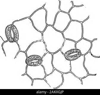 Comment les cultures growA traité sur la composition chimique, la structure, et de la vie de l'usine, pour tous les élèves de l'agriculture .. . 286 COMMENT AUGMENTER. côtelettes. Fig. 57. généralement de deux cellules, qui sont éliminés d'autres towardeach presque comme les deux côtés de la lettre O, ou au transport d'un vélo elliptique de moitiés-printemps, (fig. 52 et 53). L'ouverture entre themis un véritable orifice dans theskin de la feuille. La taille de l'orifice est, toutefois, de changer constamment, comme l'at-mosphere hecomes plus sec ou plus humide, et que la lumière du soleil agit plus ou moins en-tendu sur sa surface. Inmoist ils cuive ou l'air, Banque D'Images