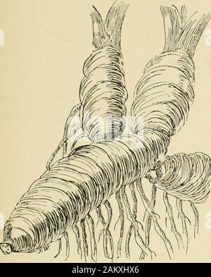 L'ampoule du livre ; ou, pour les plantes tubéreuses et bulbe plein air, cuisinière, et les émissions, contenant des renseignements qu'à des descriptions, de la culture, la propagation, etc.. . Fio. 11.-des rhizomes d'Iris allemand. (A.) Fio. 12.-les rhizomes de Solomons joint. (J.) Fig. 14 montre qu'il est plus comme une simple tunicated l'ampoule. La racine-stocks de plutonium érythro- (Fig. 15), colchique (Fig. /F^--^P^ Bulbocodiuin 16), et (fig. 17 et 18) sont également connus comme les cormes. /^^ ^^^^t je fiS^PV Il sera vu, cependant, que. Kio. 13.-bulbes et rhizomes de Tritonia{Monthrctia crocosmnifiora). (J.) Banque D'Images