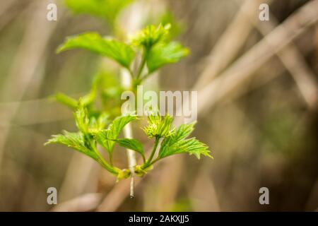 Début printemps.le feuillage vert d'un buisson de cassis dans un jardin de campagne.photo macro.Bon arrière-plan pour un site sur les fleurs, parc, saisons, plantes et Voyage. Banque D'Images