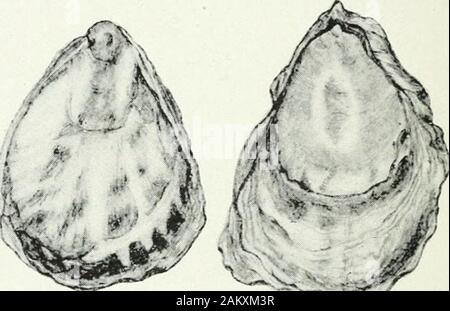 L'huître canadienne : son développement, l'environnement et de la culture . .€ h i --^ ?&gt;s .UN^^ N ; r., .vT-i ; ? ?---/. .^*. Banque D'Images