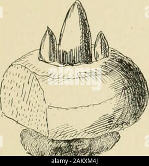 L'ampoule du livre ; ou, pour les plantes tubéreuses et bulbe plein air, cuisinière, et les émissions, contenant des renseignements qu'à des descriptions, de la culture, la propagation, etc.. . Crf. 5.-Le Crocus, sliowing mobilleavec sur coim nouveau ancien. La FIA. 6.-glaïeul, deux nouveaux cormus plus oldone avec, à la base. spawn des étamines et des carpelles)organisé par trois ou sixs ; et (3) lorsque la semence raisedfrom, en ayant qu'une seule semence-feuille. Si ces caractéristiques sont pris en compte il y aura des nodifficulty de distinguer un vrai d'une ampoule ou un vrai corm. Les tubercules.-un tubercule peut être décrit comme une courte et plus ou lessthickened ou swollen shoot ou tige f Banque D'Images