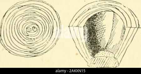 L'ampoule du livre ; ou, pour les plantes tubéreuses et bulbe plein air, cuisinière, et les émissions, contenant des renseignements qu'à des descriptions, de la culture, la propagation, etc.. . Fio. 2.-SciUa verticalsections sihirica, ami de l'ampoule.. Fid. 4.-imbriquées ou squameuses de l'ampoule /,t7ii(mcandiilum. (A.) par tout nouveau cornis, qui ont été développées par l'action des feuilles dans la lumière du jour. Ainsi, les bulbes de crocus (Fig. 5)et glaïeul (Fig 6), etc., qui sont mis dans le sol ne sont pas la même que ceux qui sont retenus, après que la croissance a cessé. Ilssont tout à fait nouvelles creations végétative. Bien que les cormes et bulbes difl Banque D'Images