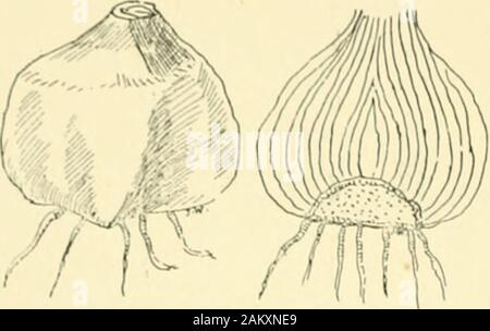 L'ampoule du livre ; ou, pour les plantes tubéreuses et bulbe plein air, cuisinière, et les émissions, contenant des renseignements qu'à des descriptions, de la culture, la propagation, etc.. . Fio. 2.-SciUa verticalsections sihirica, ami de l'ampoule. Banque D'Images