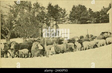 Bulletin .    .:J. Les bergers de moutons et d'Agneaux d'alimentation de la Récolte : CLOVER HAY HAY AUTOCHTONES V.;NAVETS C. R. T. RATION SÈCHE ARKELL. NEW HAMPSHIRE COLLEGE DE L'AGRICULTURE ET DE L'ARTS MÉCANICIEN DURHAM, N. H. 5 .£JL A/0. Id  % NOUVEAU HAMPSHIRE COLLEGE DE AGRICULTUREAND LE MÉCANICIEN ARTS. Nouveau poste de l'expérience HAMPSHIREAGRICULTURAL DURHAM, N. H. Conseil international de contrôle de la voix. JOHN G. TALLANT, président, député. WARREN Brown, député. N. J. BACHELDER, A. M., M. S., DÉPUTÉ. E. H. WASON, B. S., prés. WILLIAM D. GIBBS, D. ftc, ex officio, West Concord Hampton Falls East Andover Nashua La gare de Durham John C. Major KENDALL, B. Banque D'Images