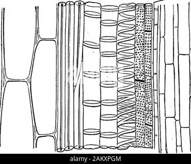 Comment les cultures growA traité sur la composition chimique, la structure, et de la vie de l'usine, pour tous les élèves de l'agriculture .. . Financement cell-tissu, un, une. Thelatter est composé de très grandes cellules, qui, étant mais vaguement-emballés ensemble, ont entre eux des espaces inter-cellulaires, i. Le faisceau vasculaire lui-même est composedexternally d'étroites cellules à paroi épaisse, de qui thosenearest l'extérieur de la tige, h, sont qualifiées de bast-cellules,étant donné qu'ils correspondent au caractère et à la position de l'TEGKTATIVE les cellules des plantes. OP ORGANES 271 de la bast ou écorce interne de nos arbres communs ; thosenearest t Banque D'Images