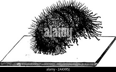 Première leçon de zoologie : adapté pour utilisation dans les écoles . Fio. 54.-Echinus à mi-chemin au-dessus. qui les gulp ensemble, leur coquille épineuse seemingto ont peu de différence pour leurs ravisseurs.. Fig. 55)-Echinus près redressé.-^après le romanes. Les concombres de mer.-tandis que les premiers échinodermes sont harcelées ou étoile de crinoïdes (Figs. 45 et 56), la plus haute 53 PREMIÈRES LEÇONS DANS Z00L0&7. catégorie comporte les concombres de mer ou holothuries. Dans thesea-concombre, comme son nom l'indique, le corps est généralement longue, cylindrique, avec une tendance à devenir ver-comme. Les skinis pas solides, et est musclé. Autour de la m Banque D'Images