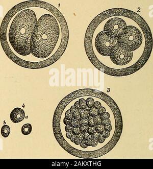 Principes et pratique de la dentisterie opératoire . tissus embryonnaires. Avec les puissances supérieures du microscope itbecame possible de plonger plus profond dans les mystères de l'évolution des tissus qu'thedental ces vieux maîtres avaient été autorisés à le faire. La re-résultats de ces enquêtes ont prouvé de façon concluante que l'émail-organes ont leur origine dans le tissus épithéliaux, et donc ont été formedfrom les mêmes éléments de tissus que les cheveux, les ongles, et le epitheliallining des structures glandulaires de la peau et les muqueuses, - à savoir, les cellules épithéliales. Évolution du tissu épithélial. Banque D'Images