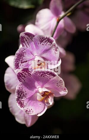 Shot verticale d'une orchidée tachetée rose Banque D'Images