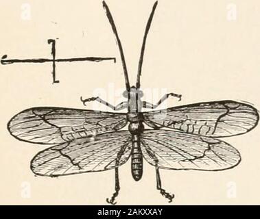 L'entomologie pour les débutants ; pour l'utilisation de jeunes gens, fruitgrowers, les agriculteurs et les jardiniers ; . Pour PLATTPTERA. Famille 67 Perlidae.-corps long et plat ; prothorax square ; antennaelong filiforme ; abdomen se terminant par deux mandrins longs ; les ailes. Banque D'Images